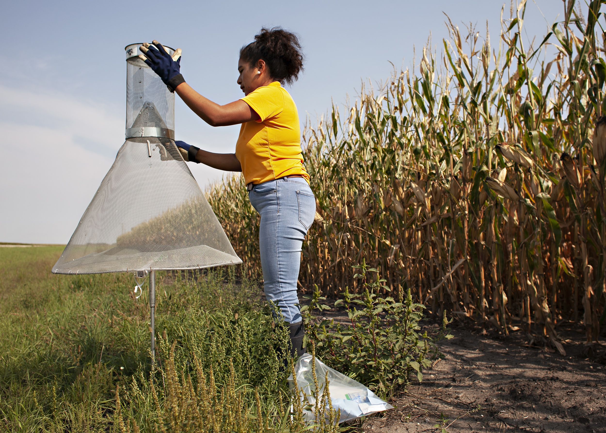 Dr. Verónica Calles Torrez demonstrates how to set up a trap to collect European corn borers near Casselton, N.D. (Ann Arbor Miller for NBC News)