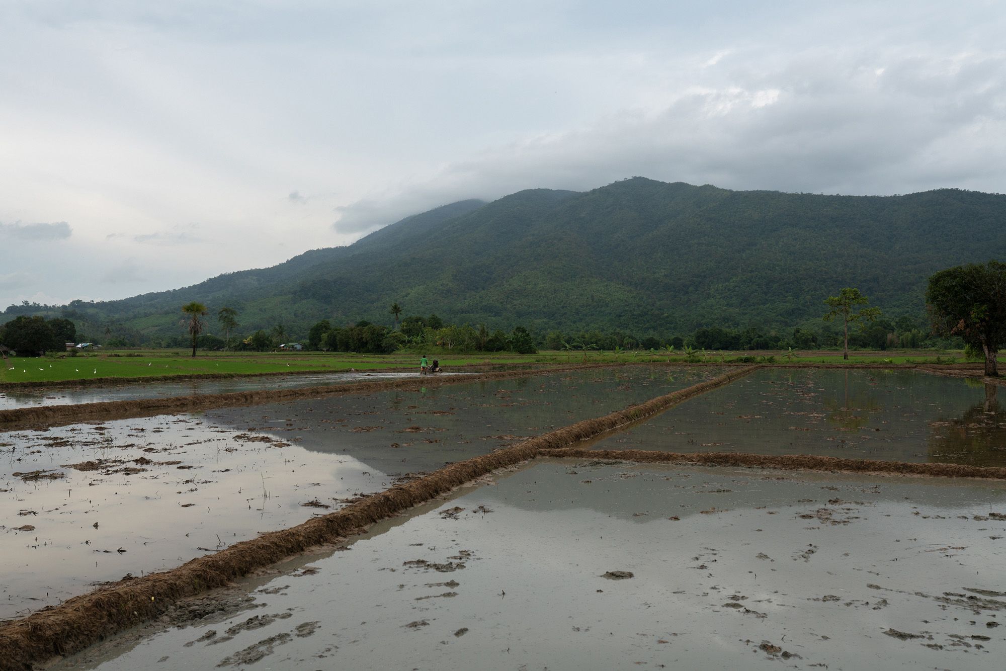 Paddies and Mount Bulanjao.
